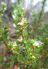 Cliffortia subsetacea