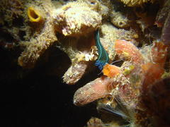 Tambja capensis