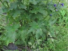 Delphinium flexuosum