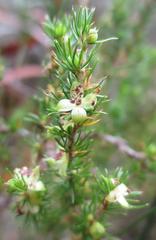 Cliffortia subsetacea