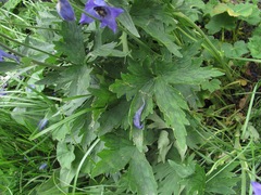 Delphinium flexuosum