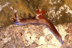 Nembrotha aurea