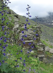 Delphinium flexuosum