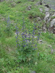 Delphinium flexuosum
