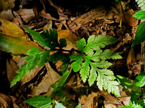 Image of Sceptridium formosanum by (c) Jacy Chen, some rights reserved (CC BY)