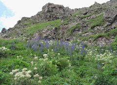 Delphinium flexuosum