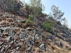 Arctostaphylos viscida viscida