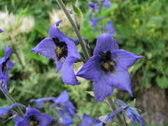 Delphinium flexuosum