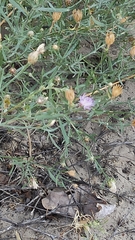 Centaurea arenaria