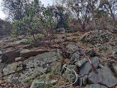 Arctostaphylos viscida viscida