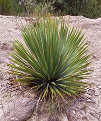 Dasylirion cedrosanum