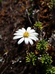 Celmisia ramulosa ramulosa