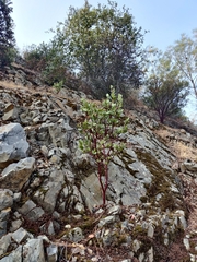 Arctostaphylos viscida viscida