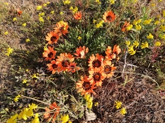 Gazania rigida