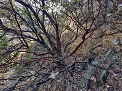 Arctostaphylos viscida viscida
