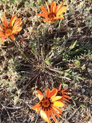 Gazania rigida