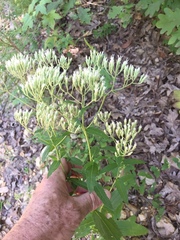 Eupatorium vaseyi