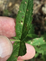 Eupatorium vaseyi