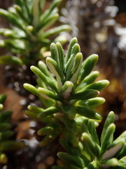 Celmisia ramulosa ramulosa