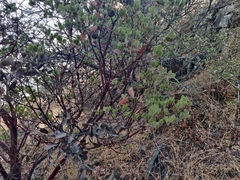 Arctostaphylos viscida viscida