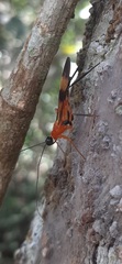 Hiranetis