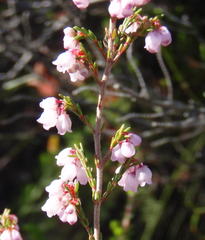 Erica gracilis