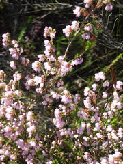 Erica gracilis