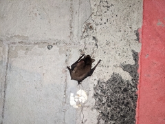 Pipistrellus abramus