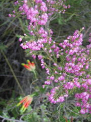 Erica gracilis