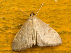 Anania fuscalis