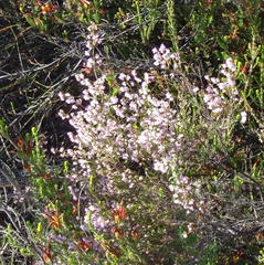 Erica gracilis