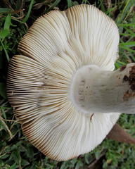 Russula sororia