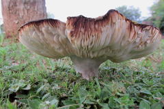 Russula sororia