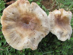 Russula sororia