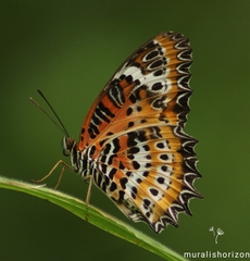 Cethosia mahratta