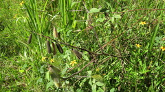 Crotalaria