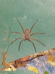 Lycosidae