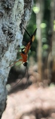 Hiranetis