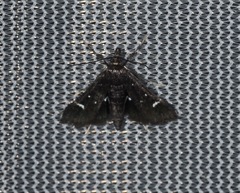Diasemiodes nigralis