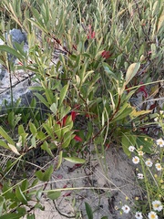 Salix myricoides