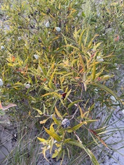 Salix myricoides