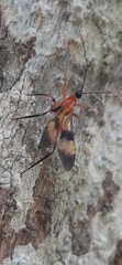 Hiranetis