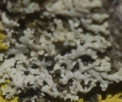 Physcia thomsoniana