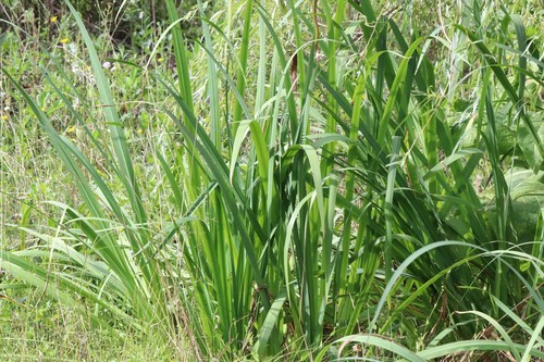 Iris ensata