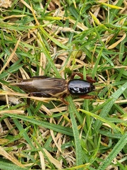 Gryllotalpa pluvialis
