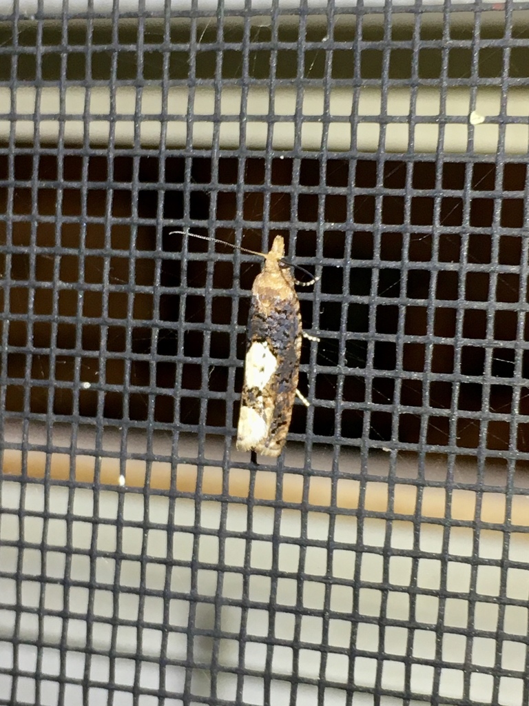 Birch Epinotia Moth