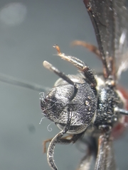 Sphecodes monilicornis