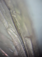 Sphecodes monilicornis