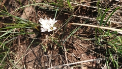 Tristagma bivalve