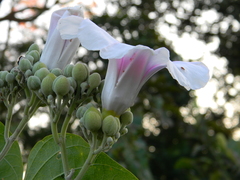 Ipomoeeae